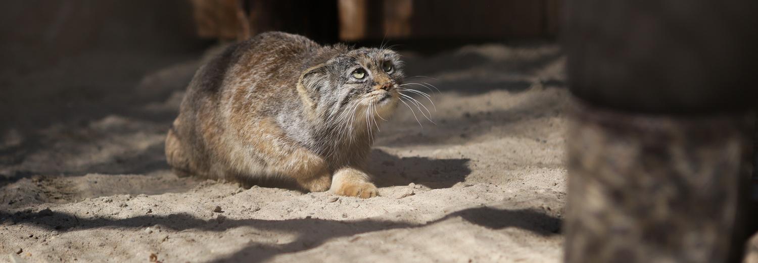 Новосибирский зоопарк получил 27 миллионов из областного бюджета