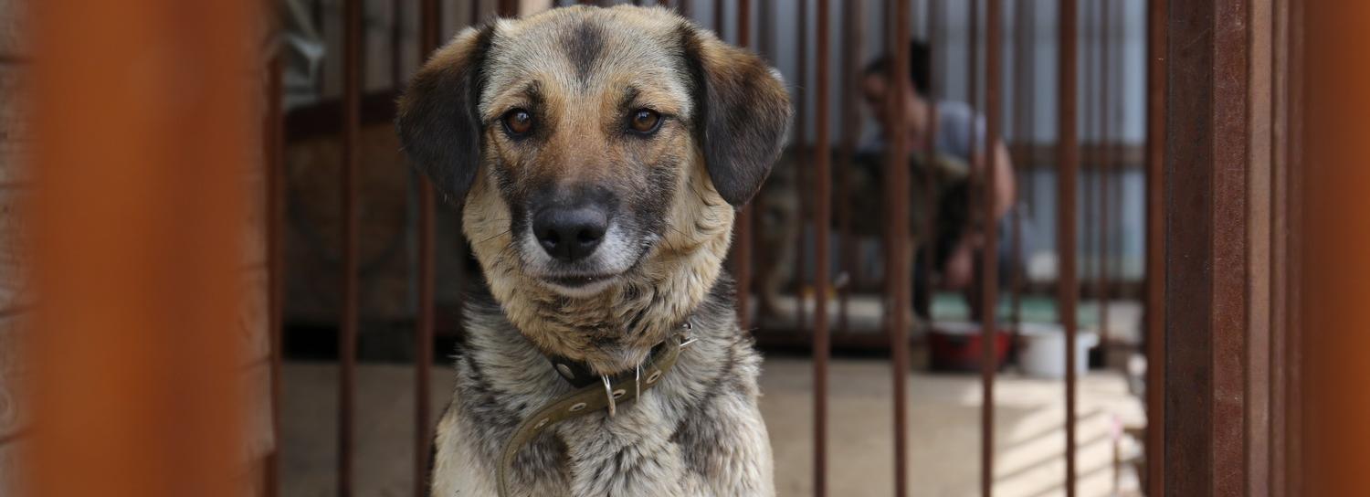 Новосибирцы стали реже жаловаться на бродячих собак