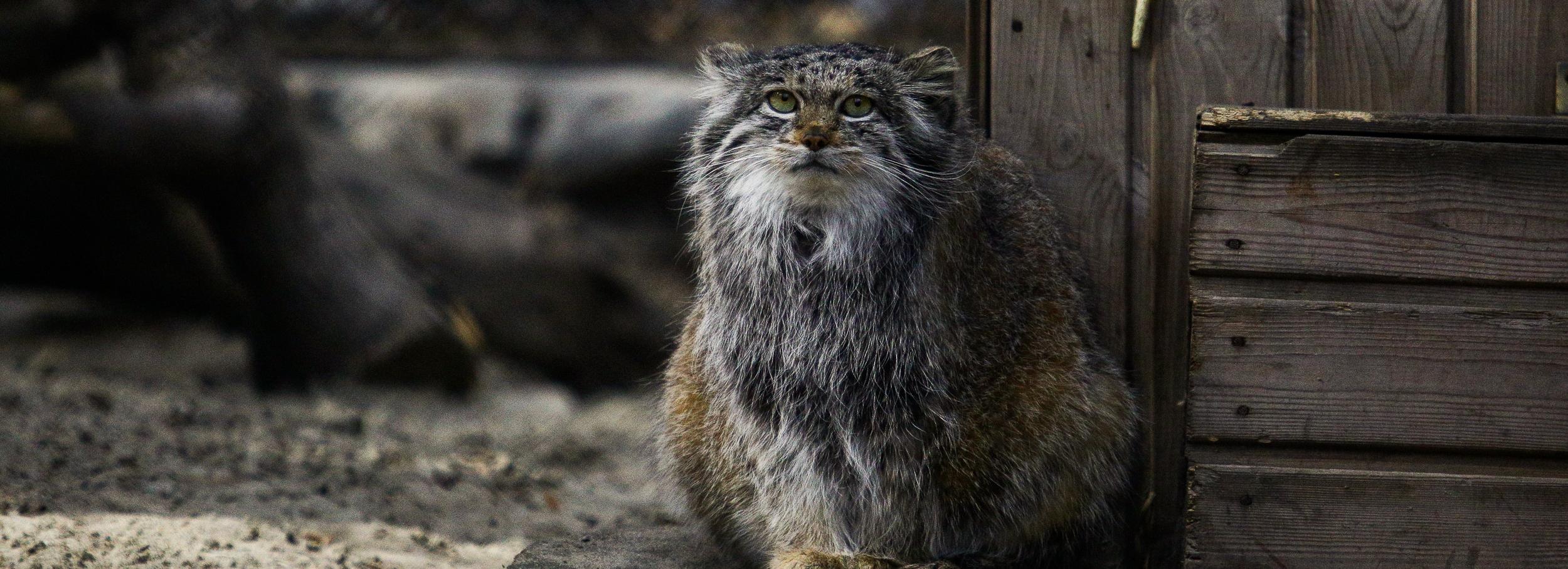 Акцию «Дежурный по зоопарку» запускают в Новосибирске