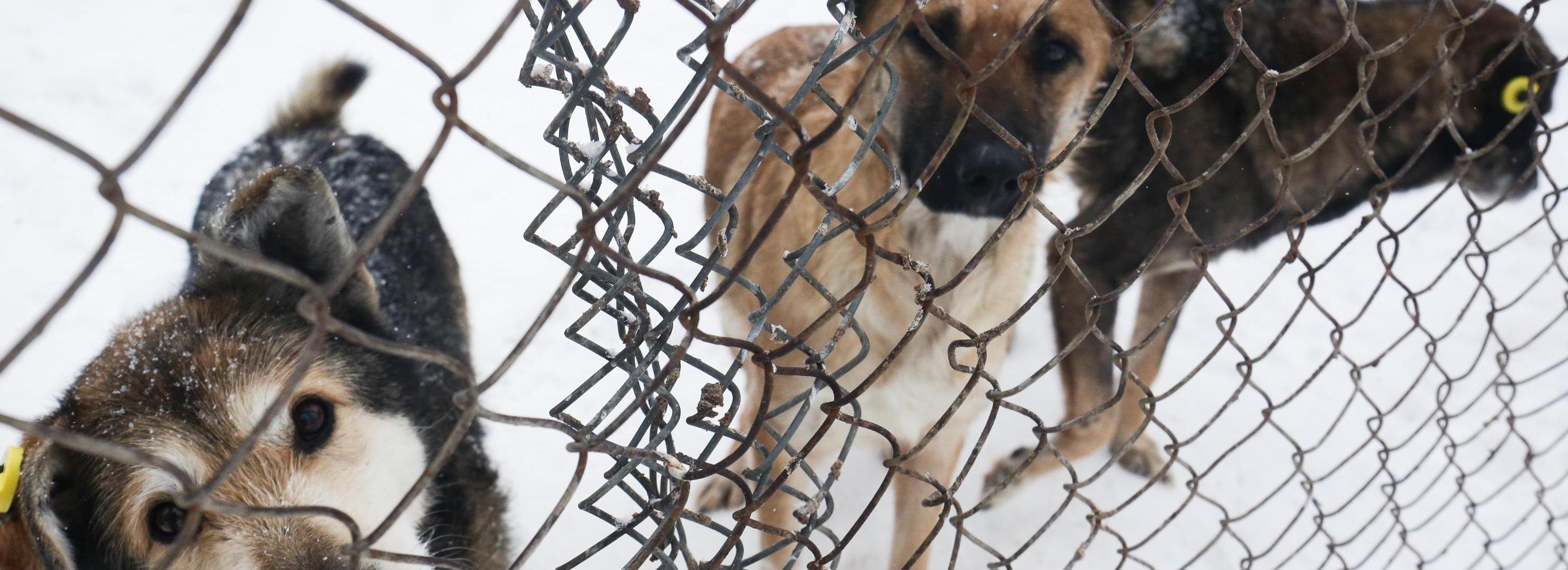 В Новосибирске стая собак бросилась на мальчика — тот нырнул в сугроб