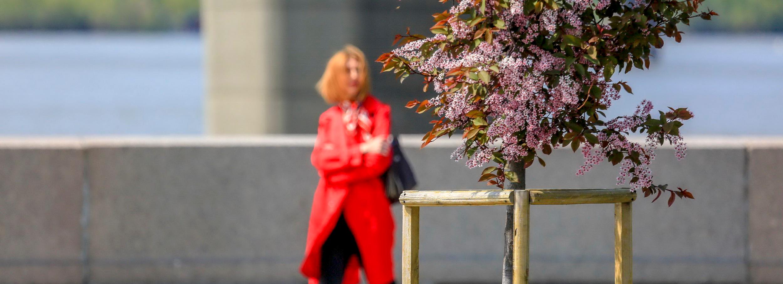 Если вы пропустили: торт-баржа, память из хрусталя и цветущий антидепрессант
