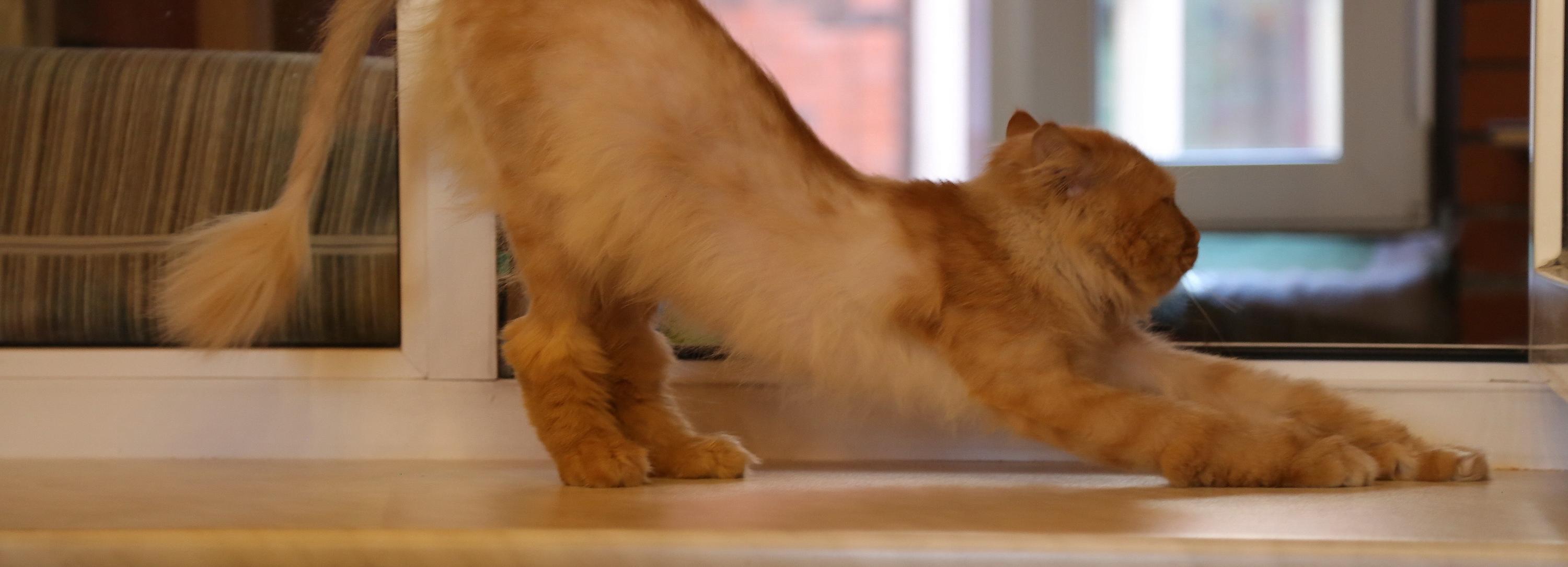 Как содержать животных в квартире — горячий телефон в Новосибирске