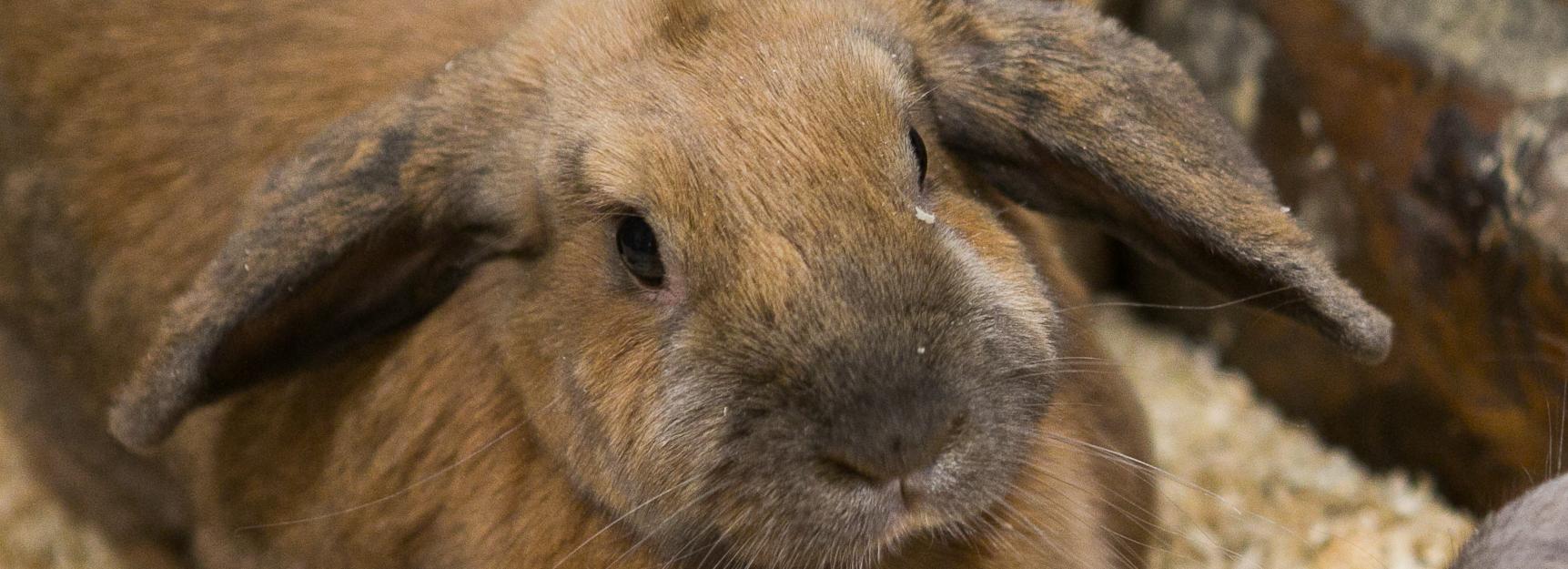 Девять собак и кролик сопровождали новосибирцев на новогодних авиарейсах