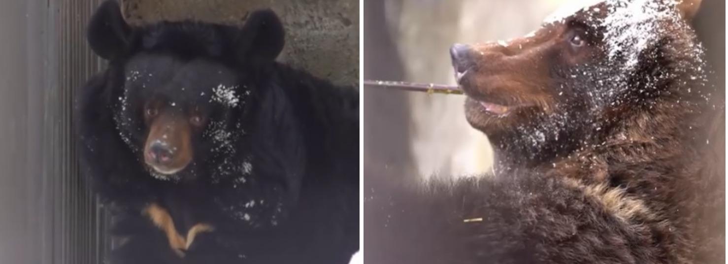 Медведи вышли из зимней спячки в Новосибирском зоопарке