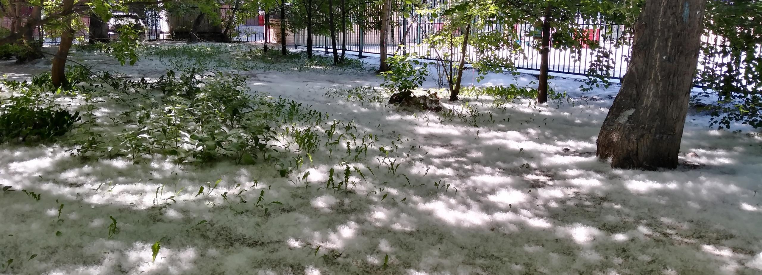 Белый порох: как уберечься от пожаров из-за тополиного пуха