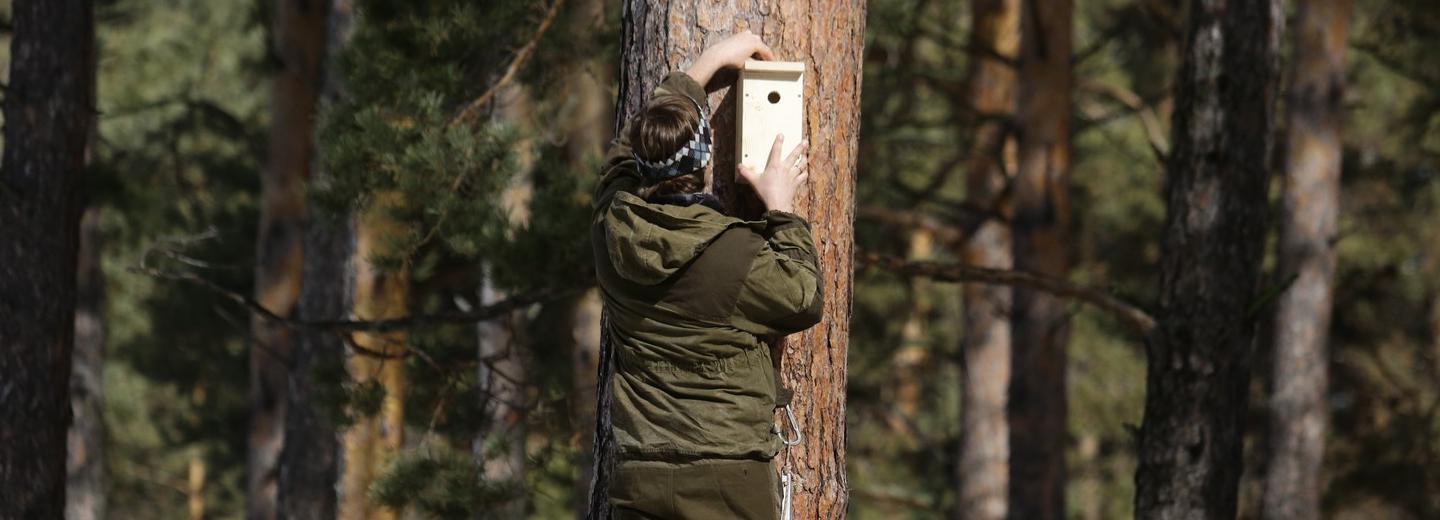 Жильё с видом на лес: дуплянки появились в Заельцовском парке