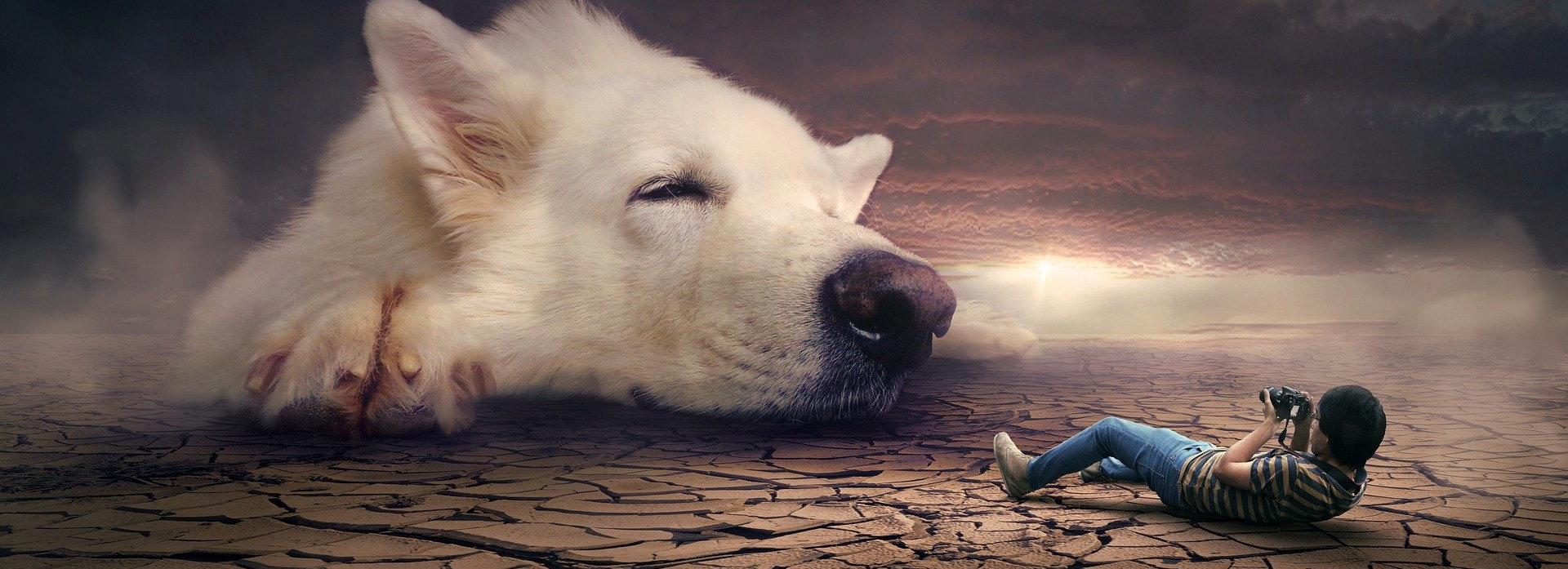 Чем отличается ночной ужас от ночного кошмара