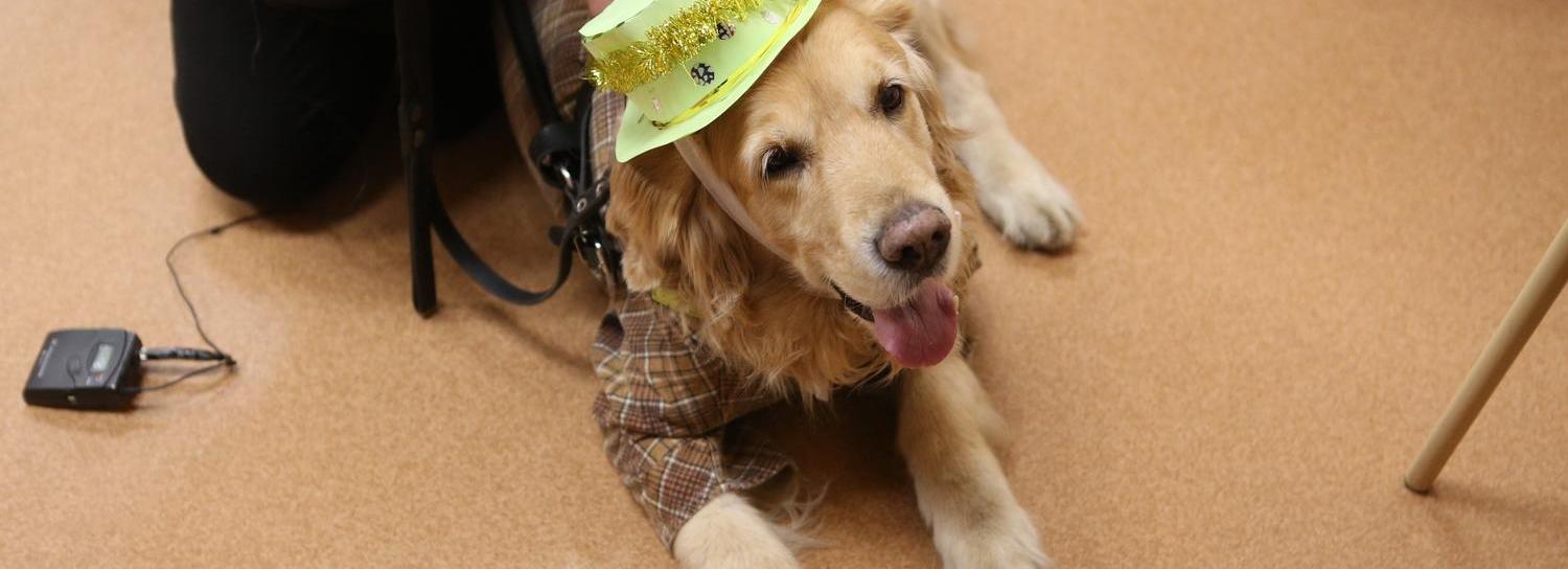 Можно с собакой: dog-friendly заведения отметили на карте 2ГИС