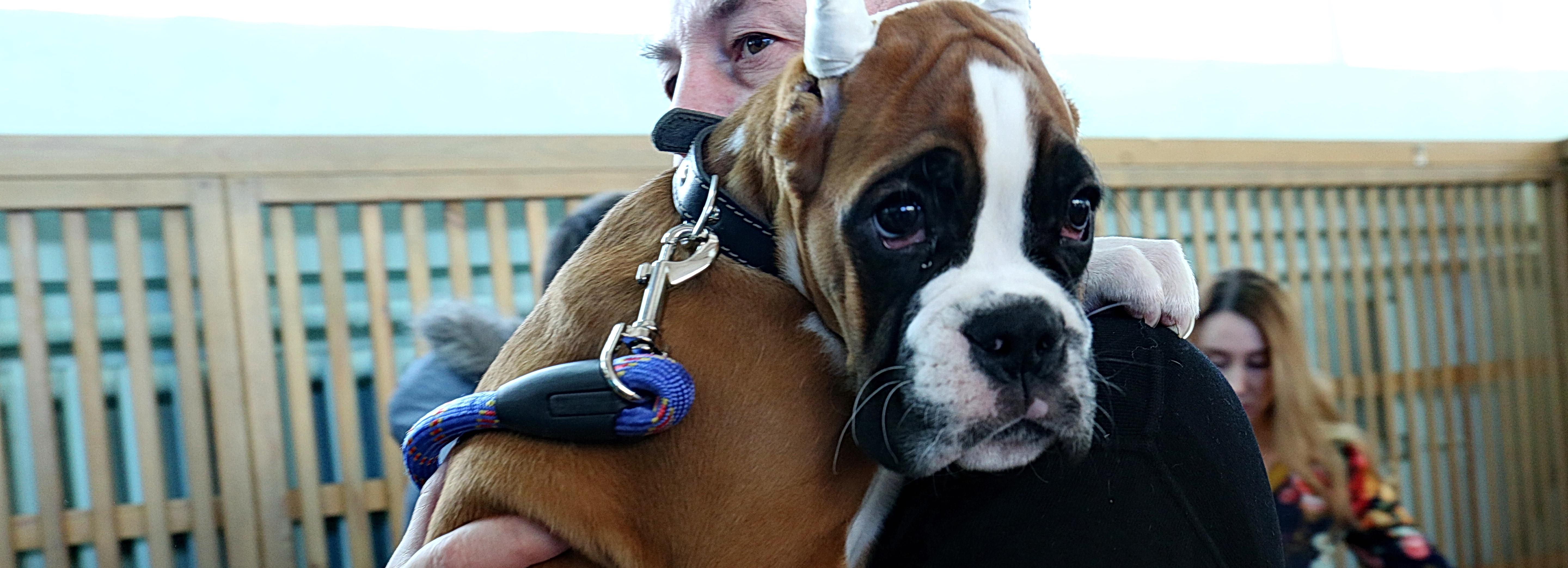 «Включите собаке музыку»: как защитить домашнего питомца на Новый год