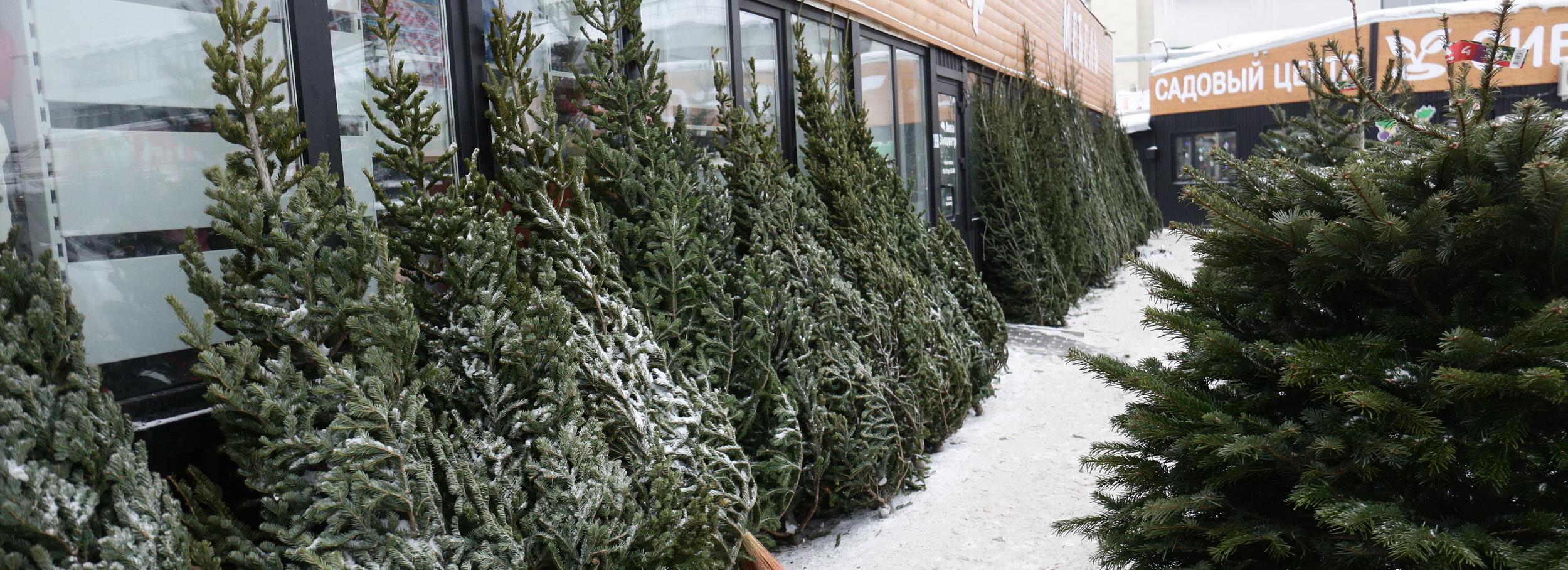 Новогодние ёлки за 20 000 рублей предлагают на рынках в Новосибирске