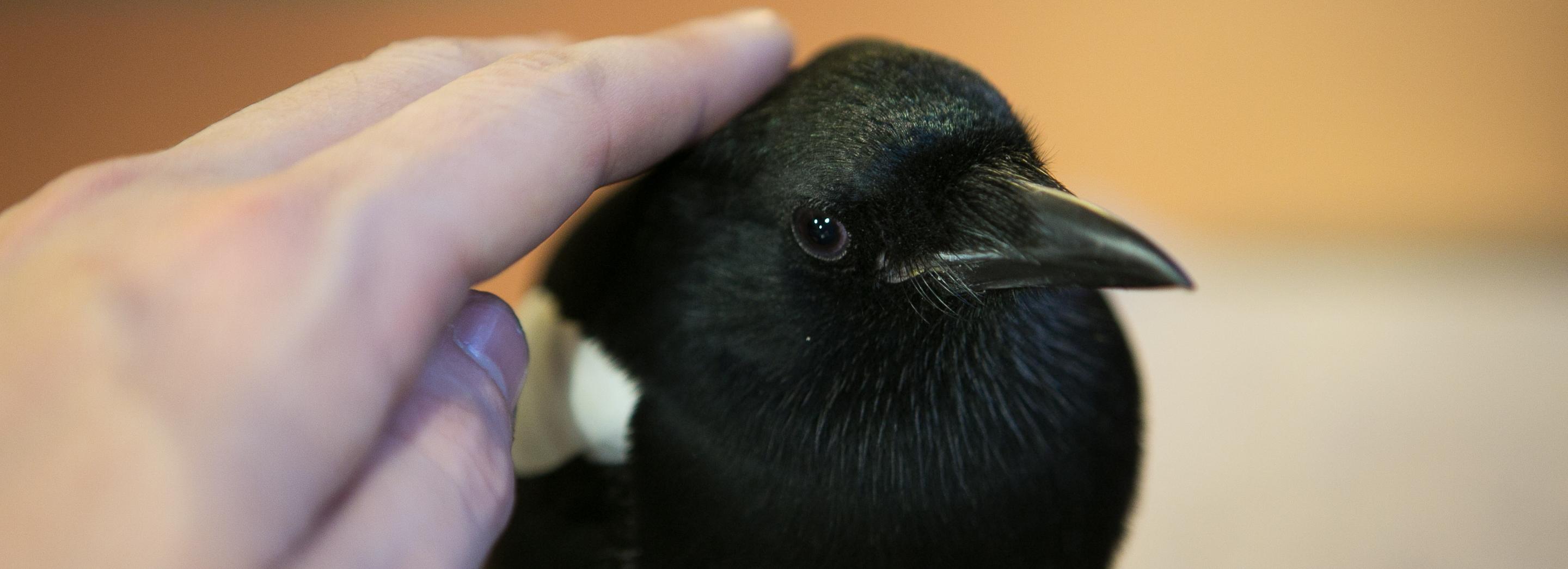 Прыжок во взрослую жизнь: почему не стоит брать в руки птенцов-слётков