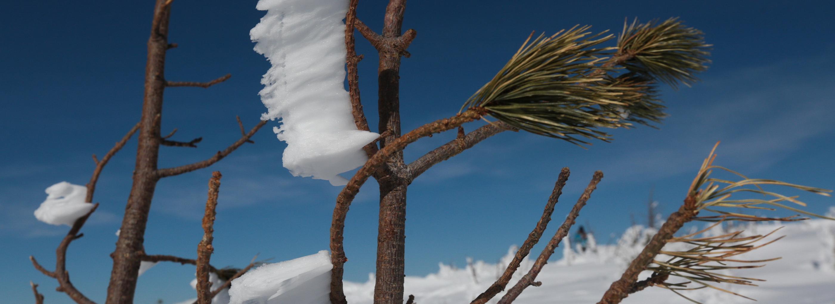 Астрономическая весна придёт в Новосибирск на следующей неделе