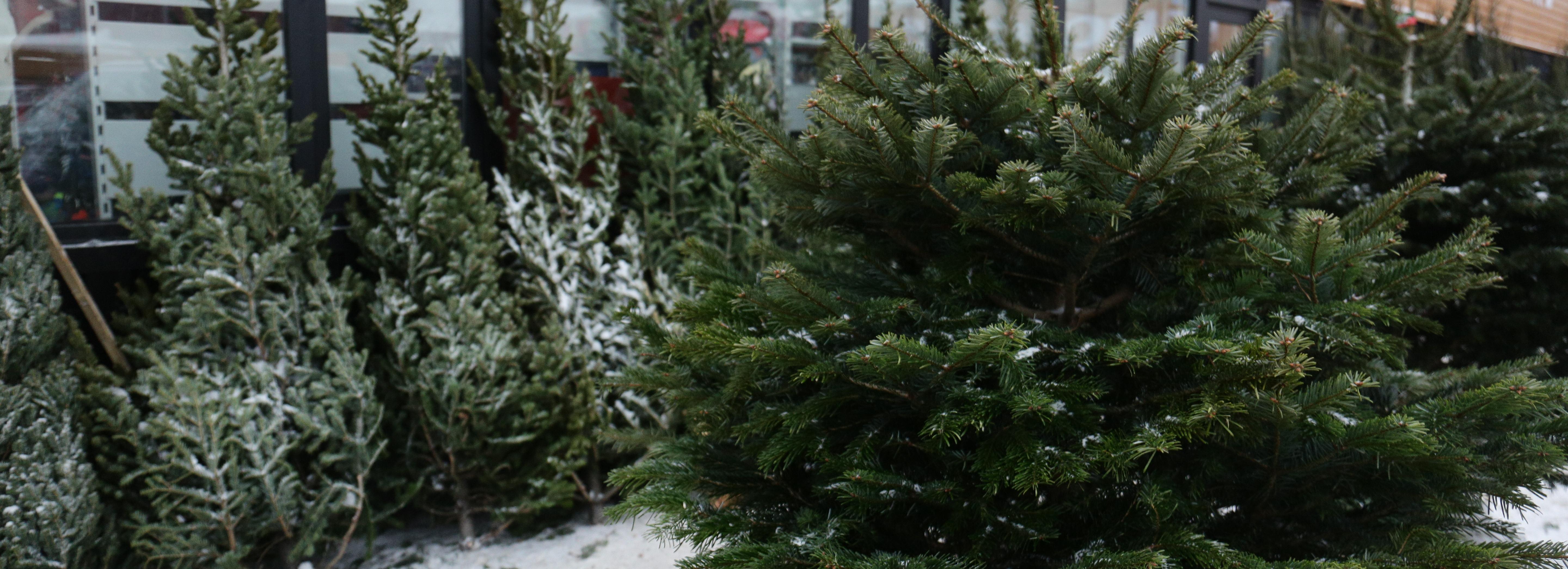 Объявлен приём заявок от продавцов новогодних ёлок в Новосибирске