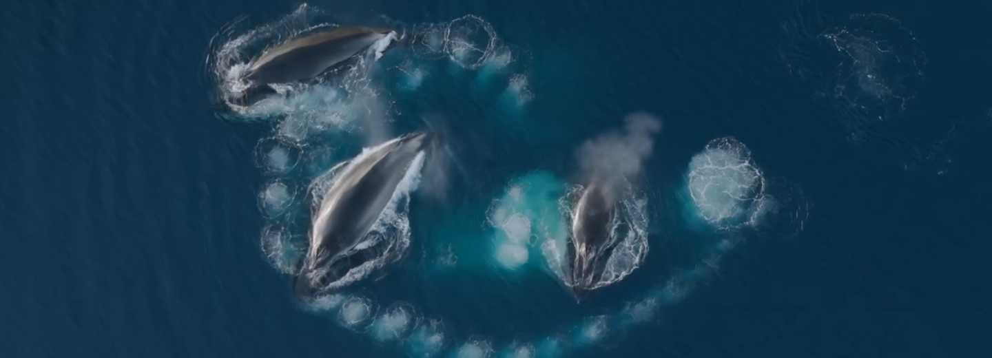 Как киты ловят криля в пузырьковые сети, снял с дрона Вадим Махоров
