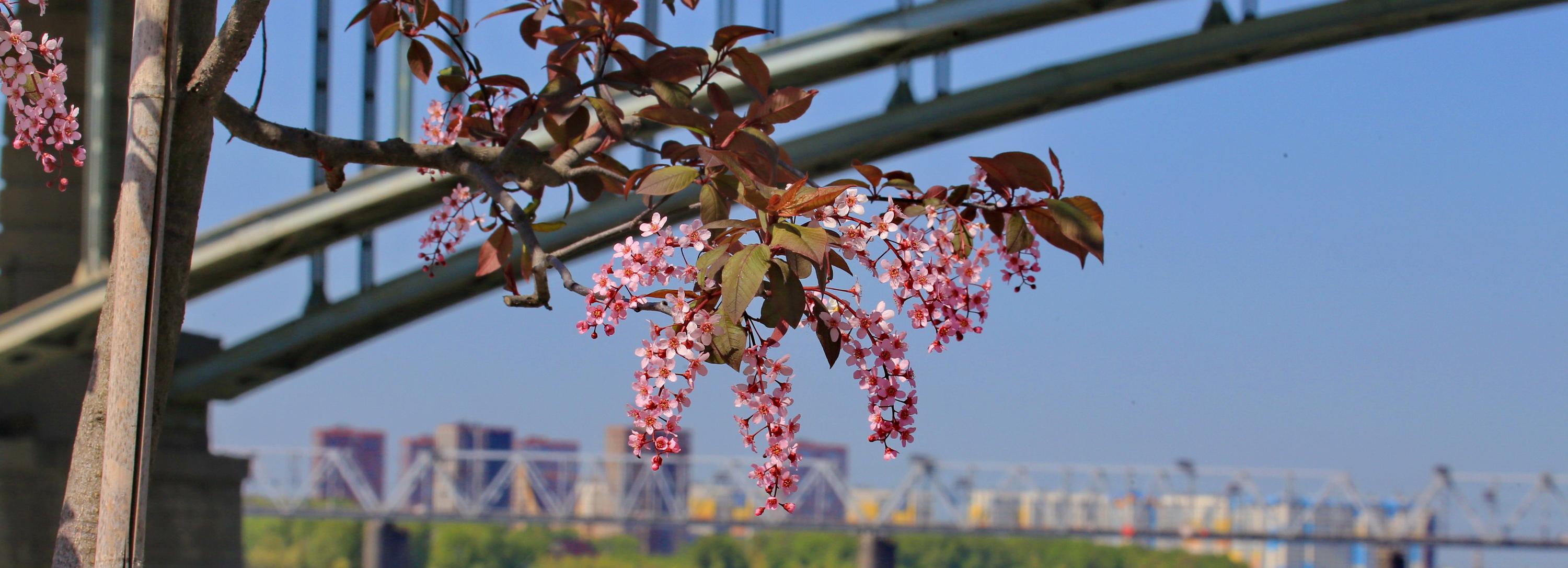 Самокат сломал яблоню «Рудольф» на Михайловской набережной