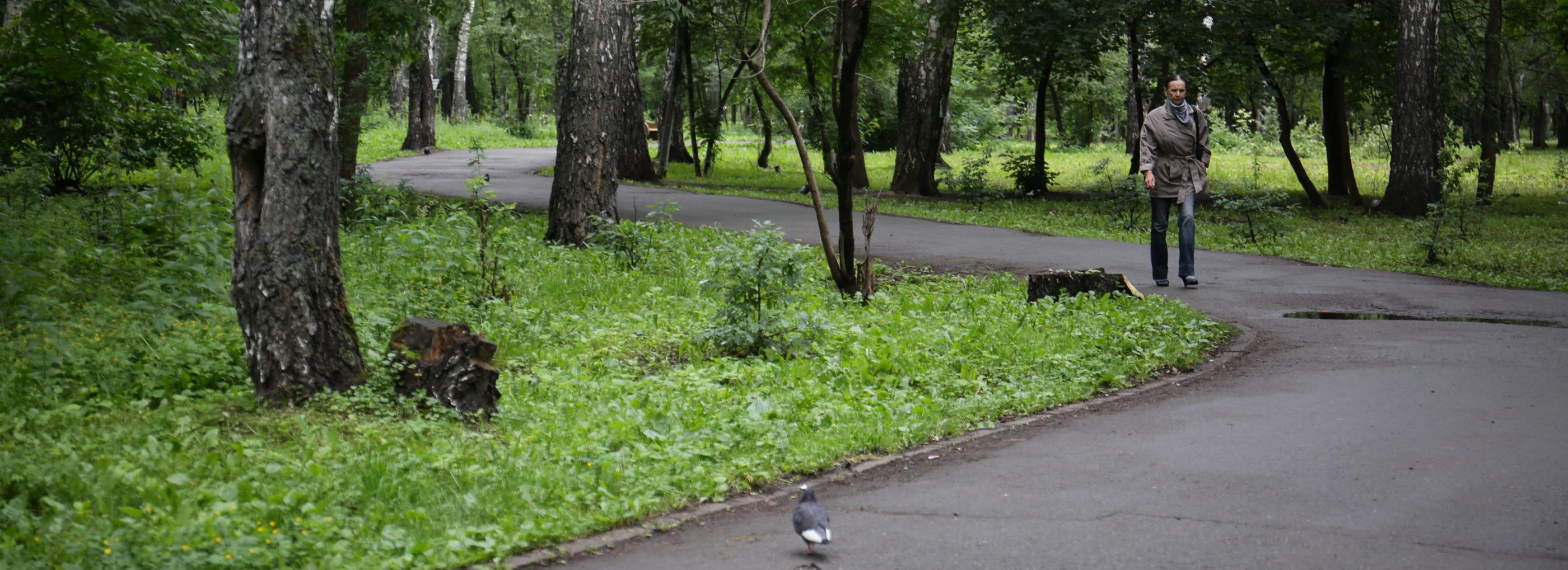 Каким должен быть парк «Берёзовая роща»: онлайн-опрос новосибирцев