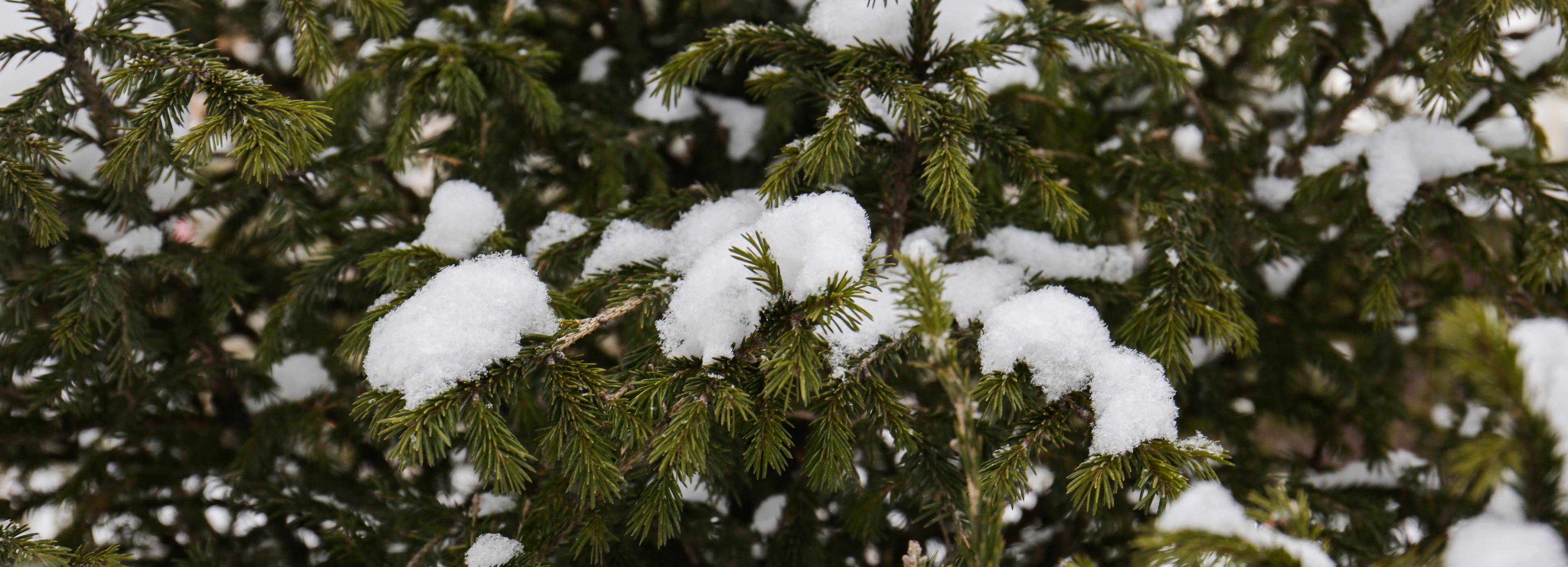 Конкурс юных чтецов «Снежность» объявил онлайн-голосование