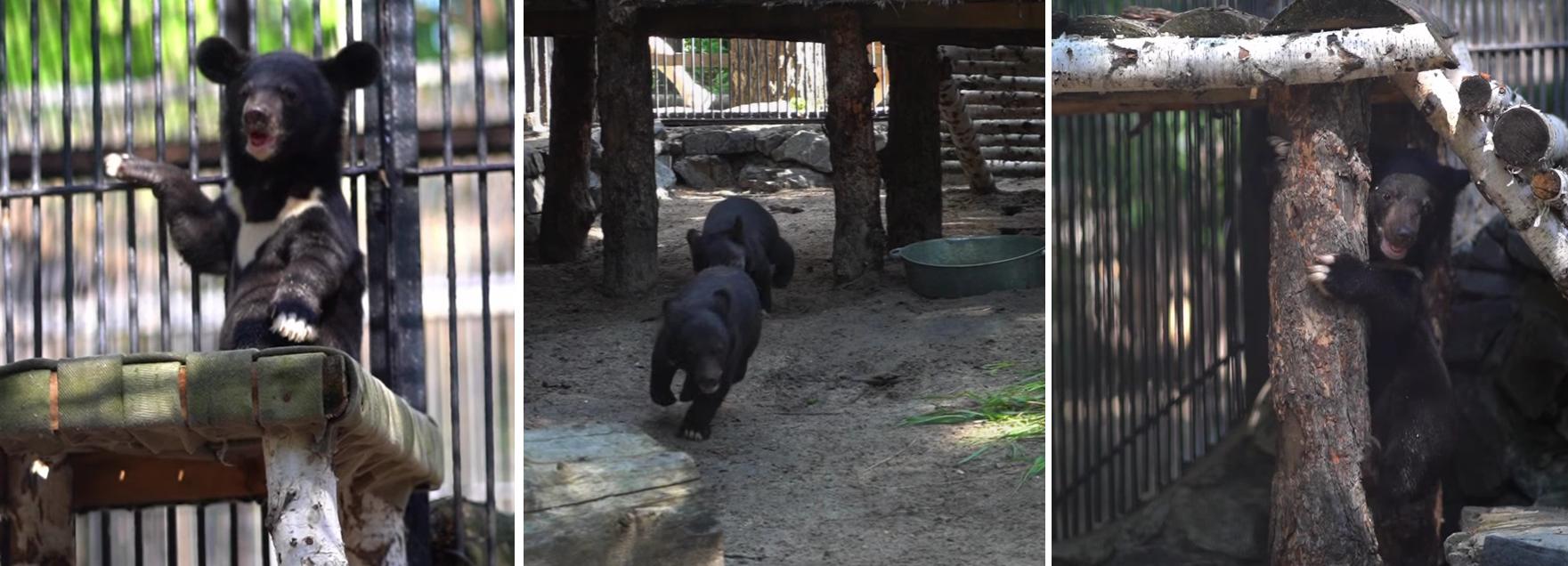 Два уссурийских медвежонка поселились в Новосибирском зоопарке