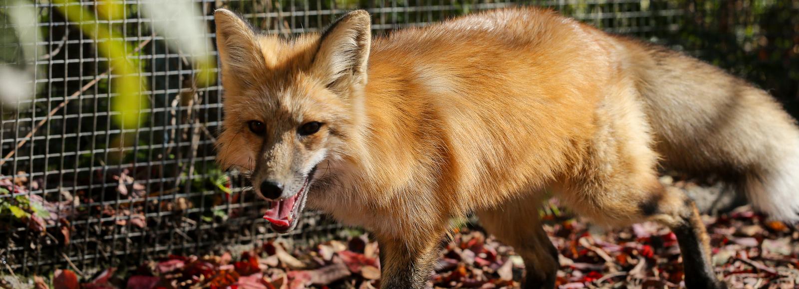 Карантин по бешенству установили сразу в пяти сёлах под Новосибирском