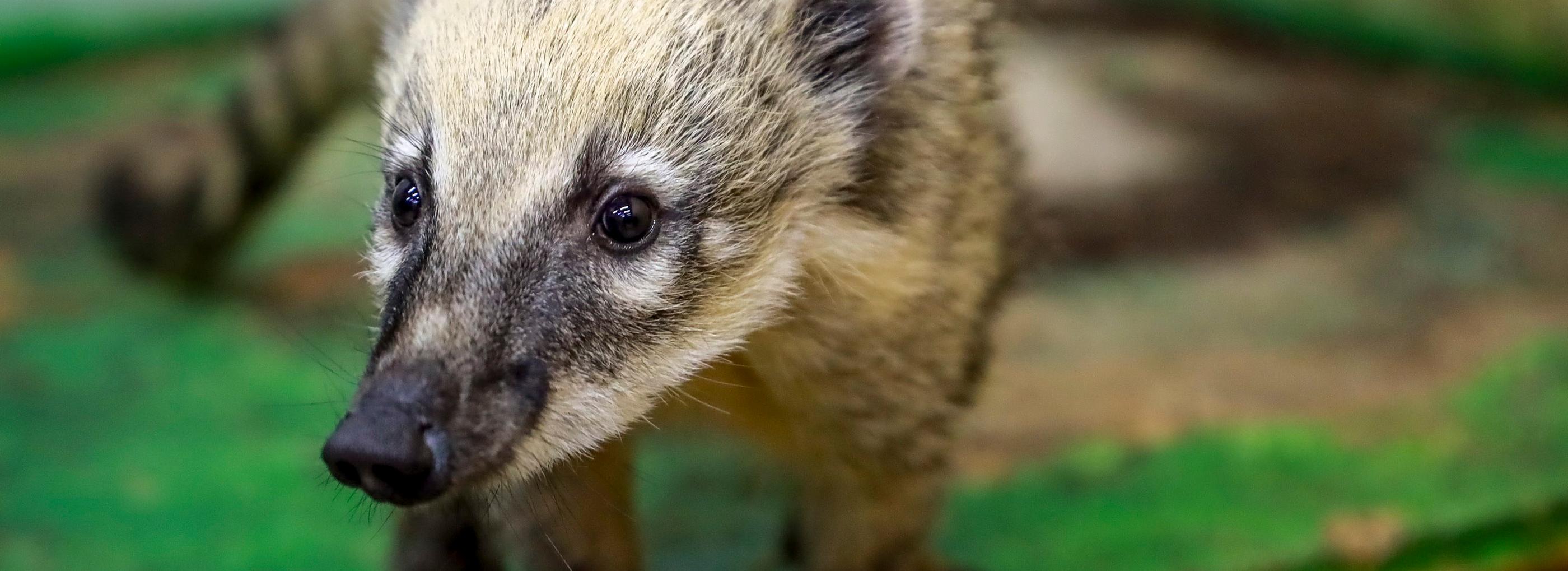 Шкодливые носухи и сонный ёжик поселились в енотокафе в Новосибирске