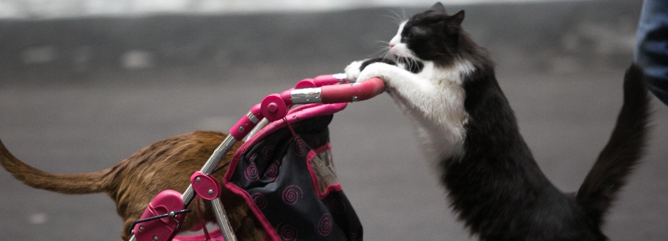 В Новосибирске появилась скорая помощь для животных