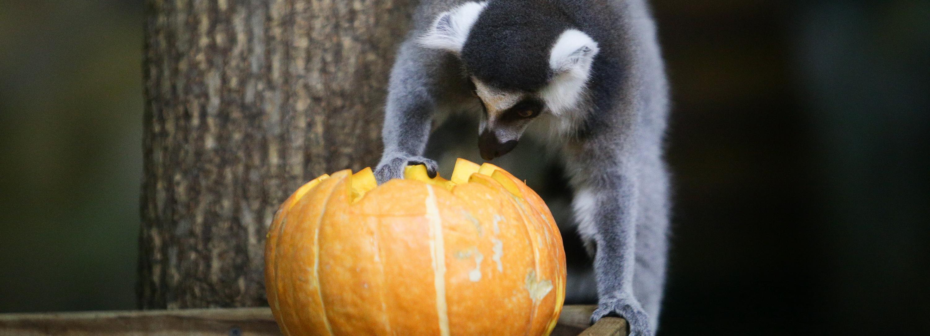 Новосибирские дачники могут поделиться урожаем с зоопарком
