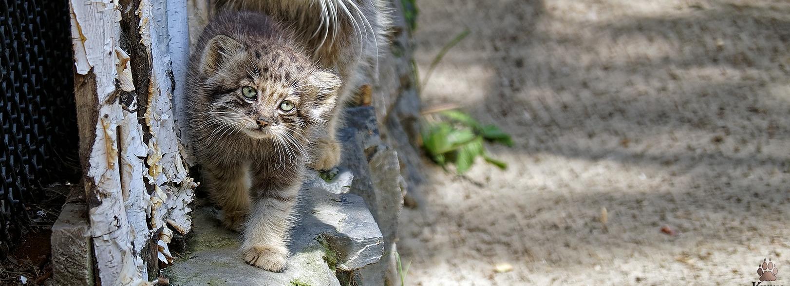 У подросших манулят в Новосибирском зоопарке сменился цвет глаз