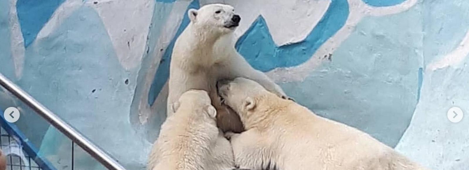 Белая медведица кормит грудью взрослых медвежат в Новосибирском зоопарке