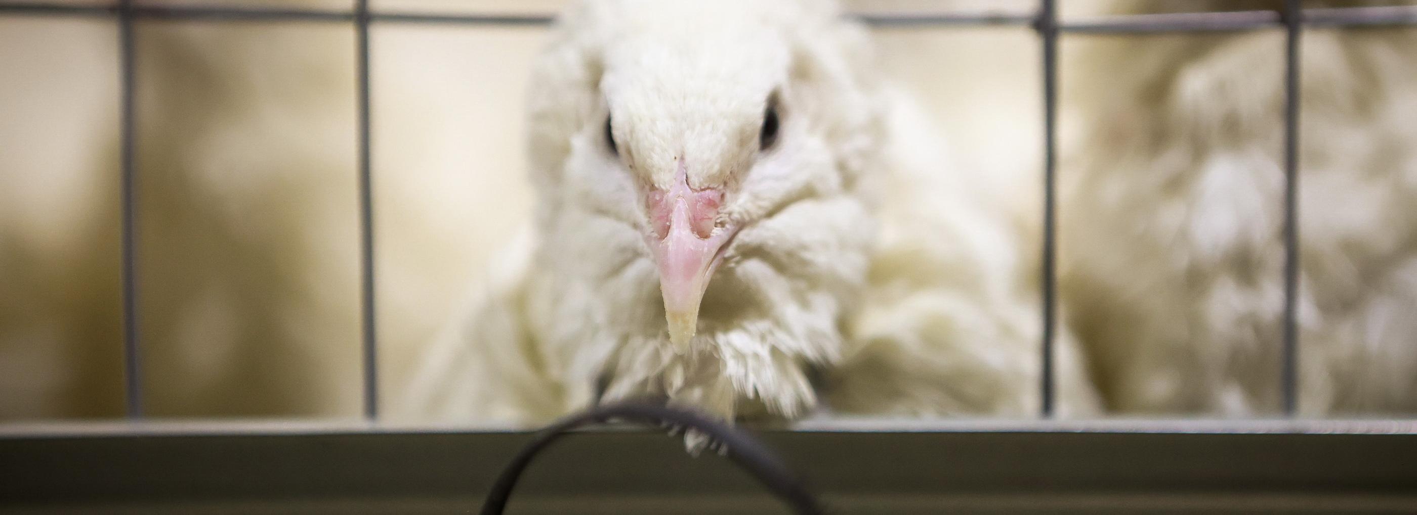 Ты ж моя перепёлочка: на ферме под Новосибирском вырастили тысячу птиц