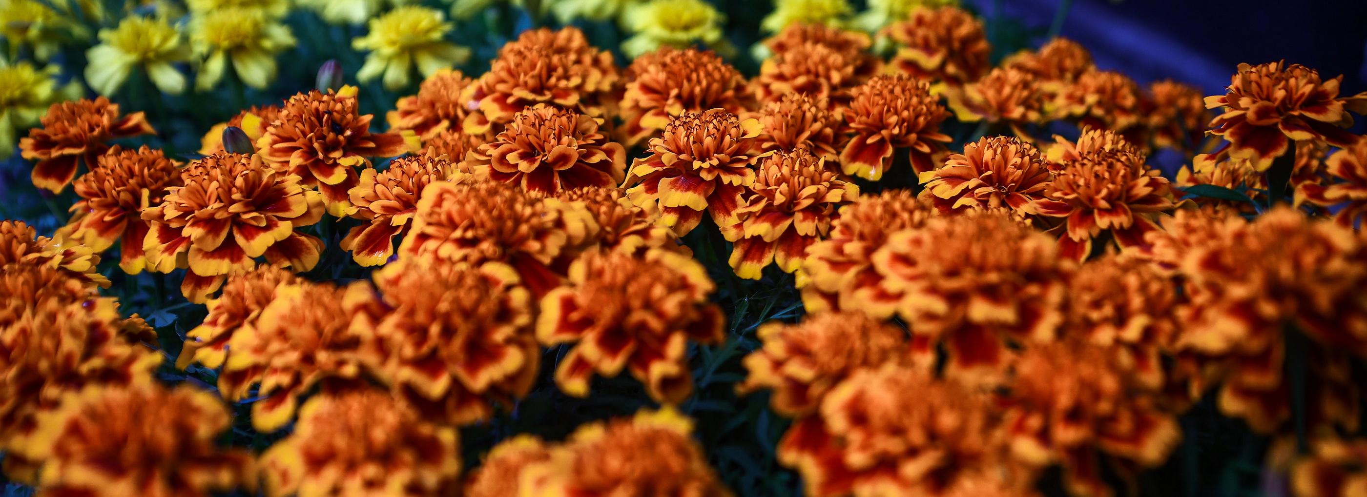 Время украшать балкон цветами: сколько просят за петунии в Новосибирске