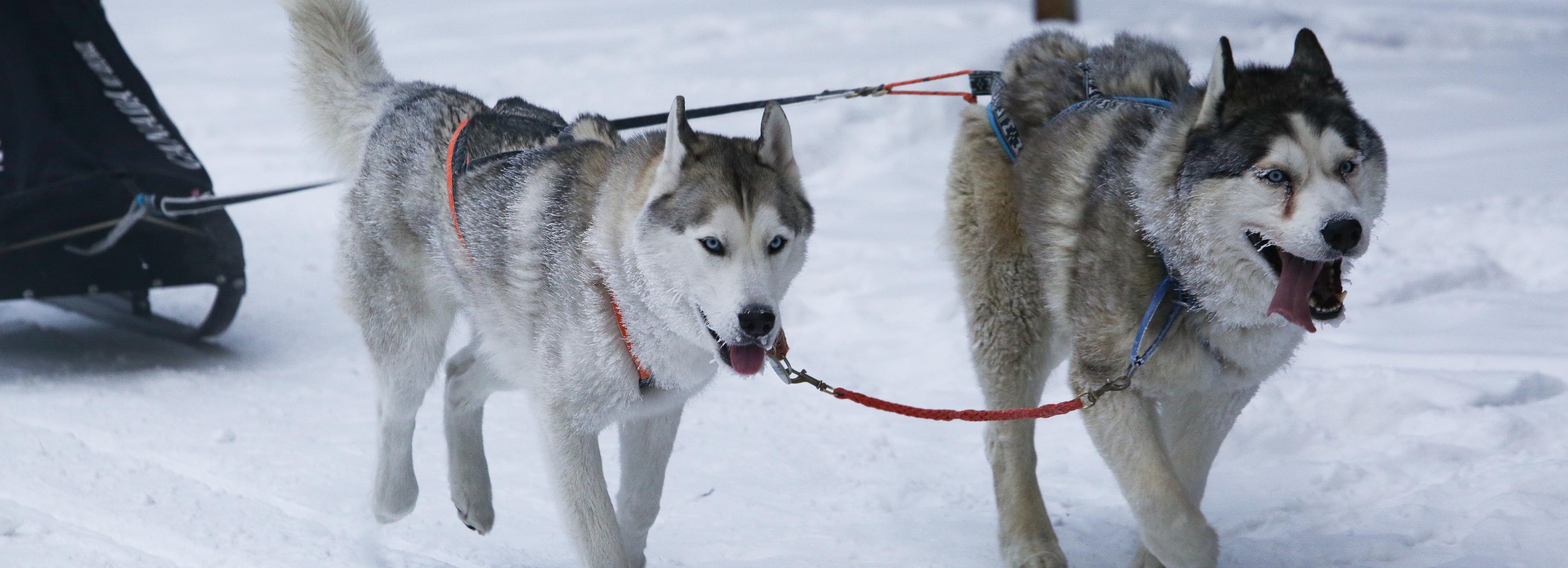 «Рождественский заезд» на собачьих упряжках: 15 морозных фото