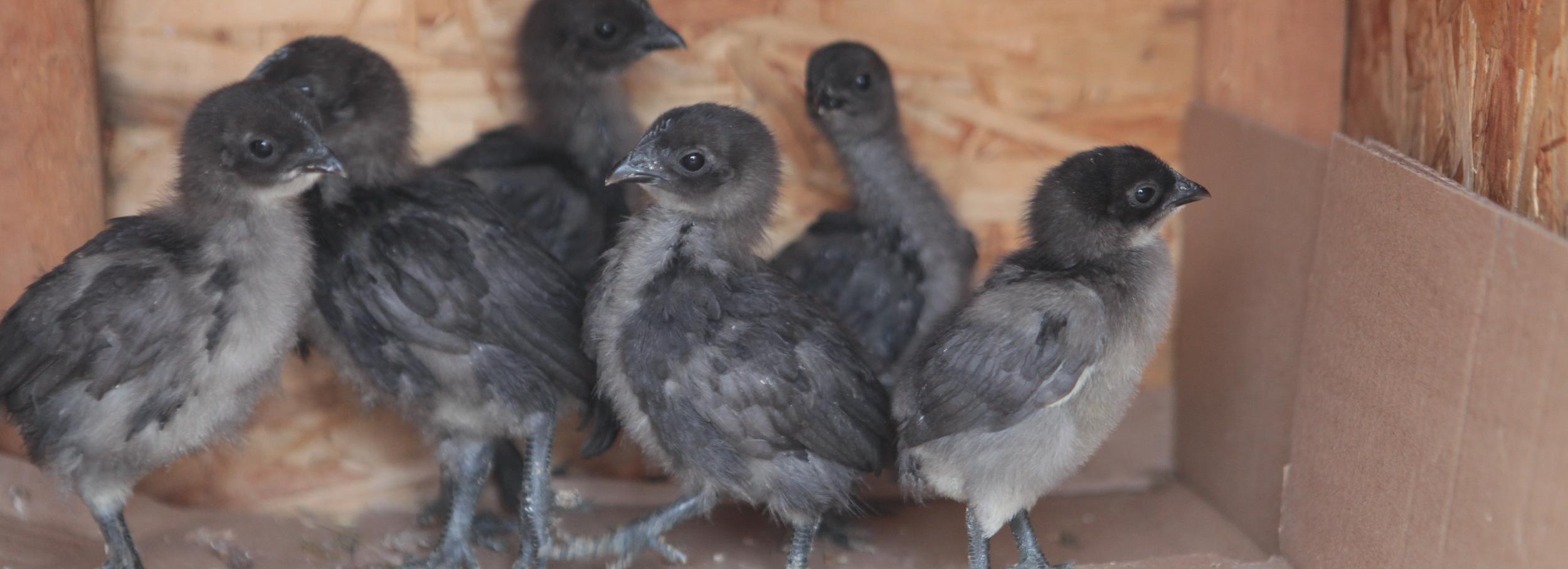 Суд запретил супругам из Новосибирской области разводить птиц на даче