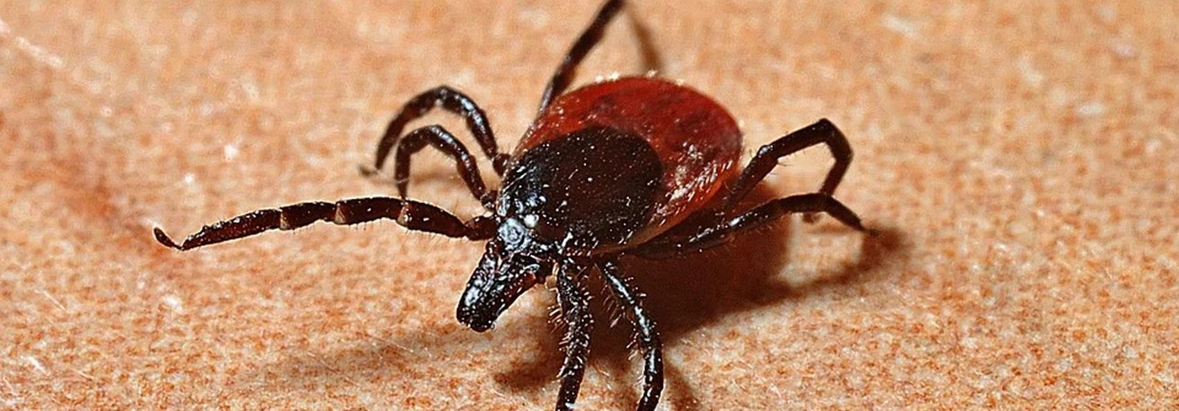 Сделать прививку от клеща успеют все — главный инфекционист региона