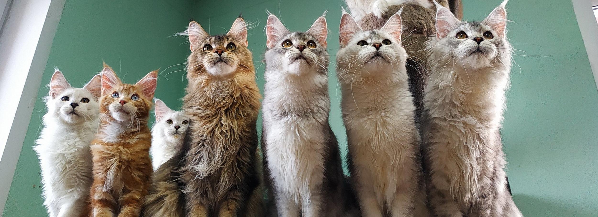 Бум популярности на мейн-кунов: во сколько обойдётся домашний Бегемот