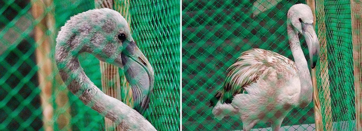 Отбившегося от стаи розового фламинго спасли в Новосибирском зоопарке