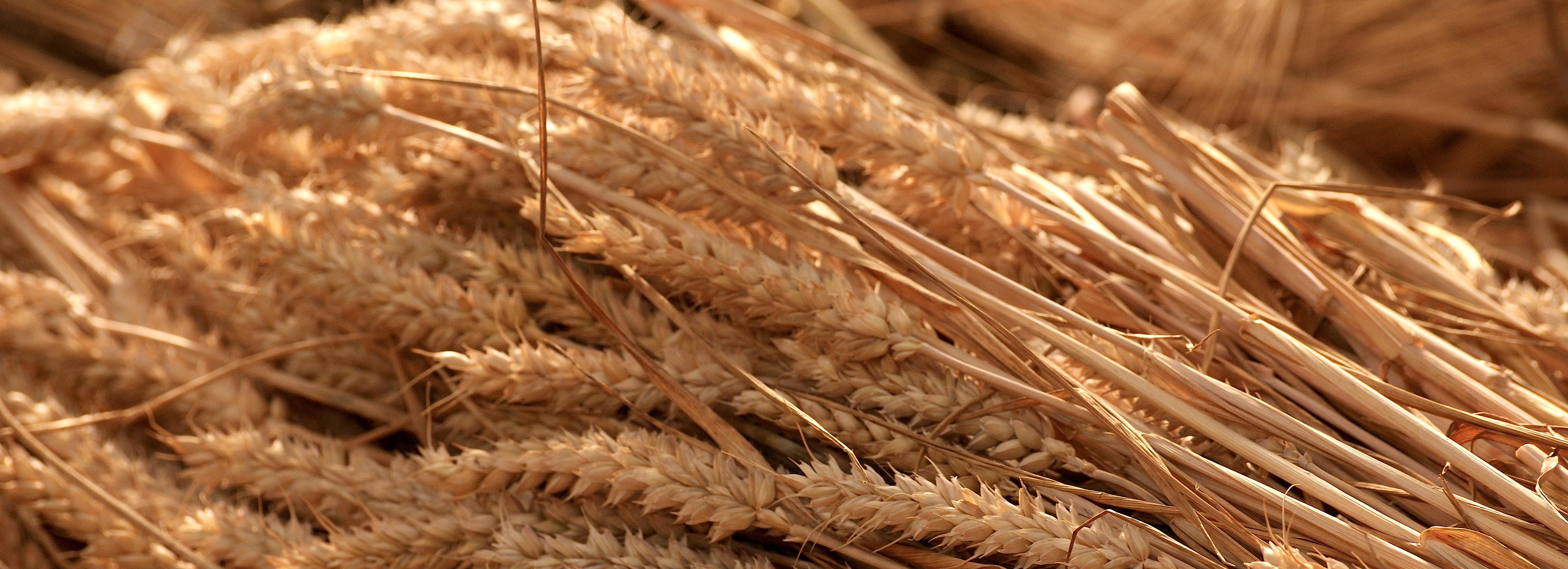 Новосибирск возобновил экспорт пшеницы в Монголию