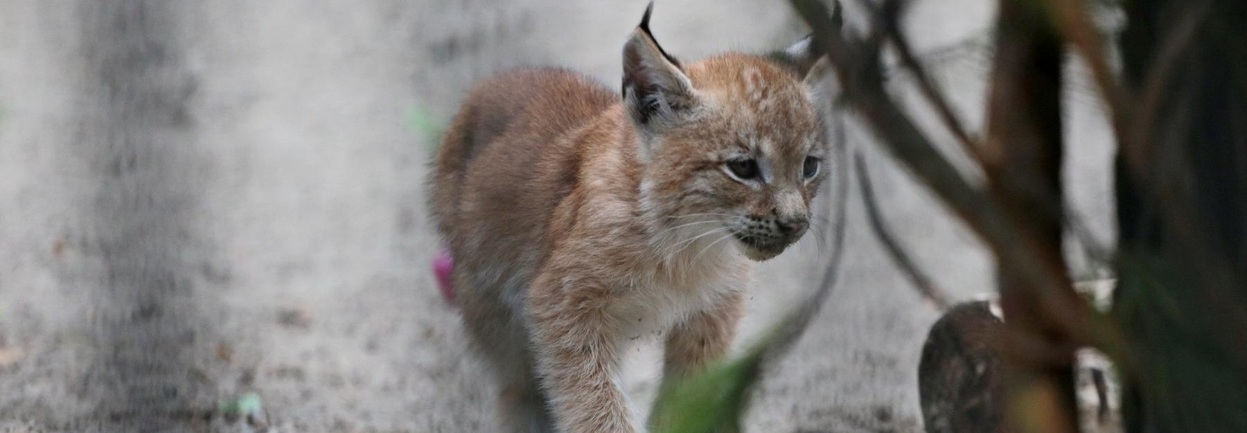 Если вы пропустили: тарзанка под мостом, танки в городе и кошка-героиня