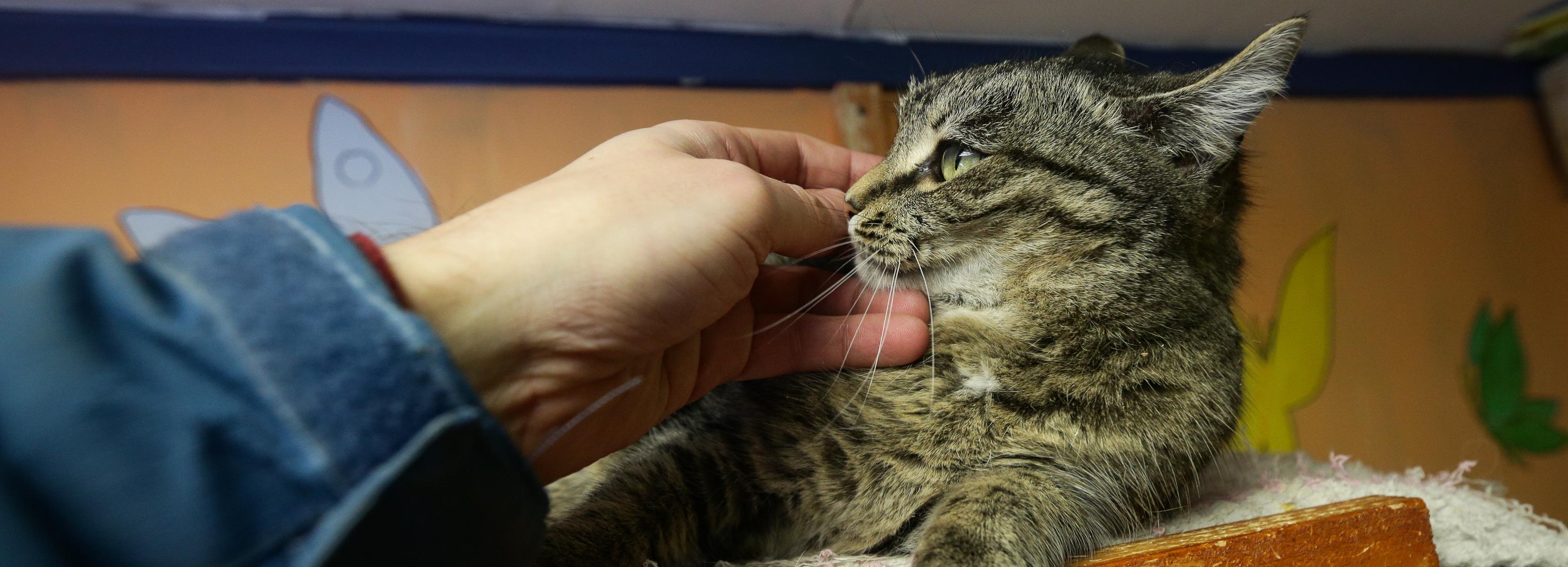 Большой приют для собак и кошек построят в Новосибирске — смотрим эскиз