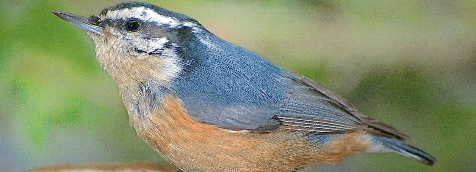 Массовую гибель поползней на Владимировской объяснила орнитолог