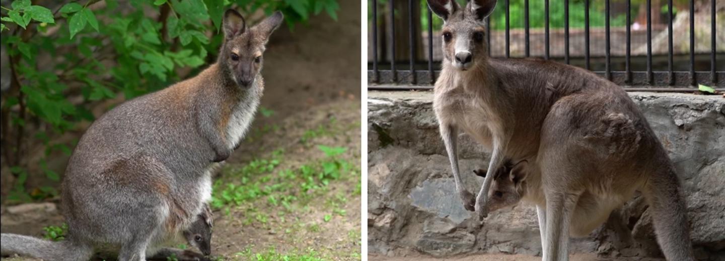 Милое видео с кенгурятами показал Новосибирский зоопарк