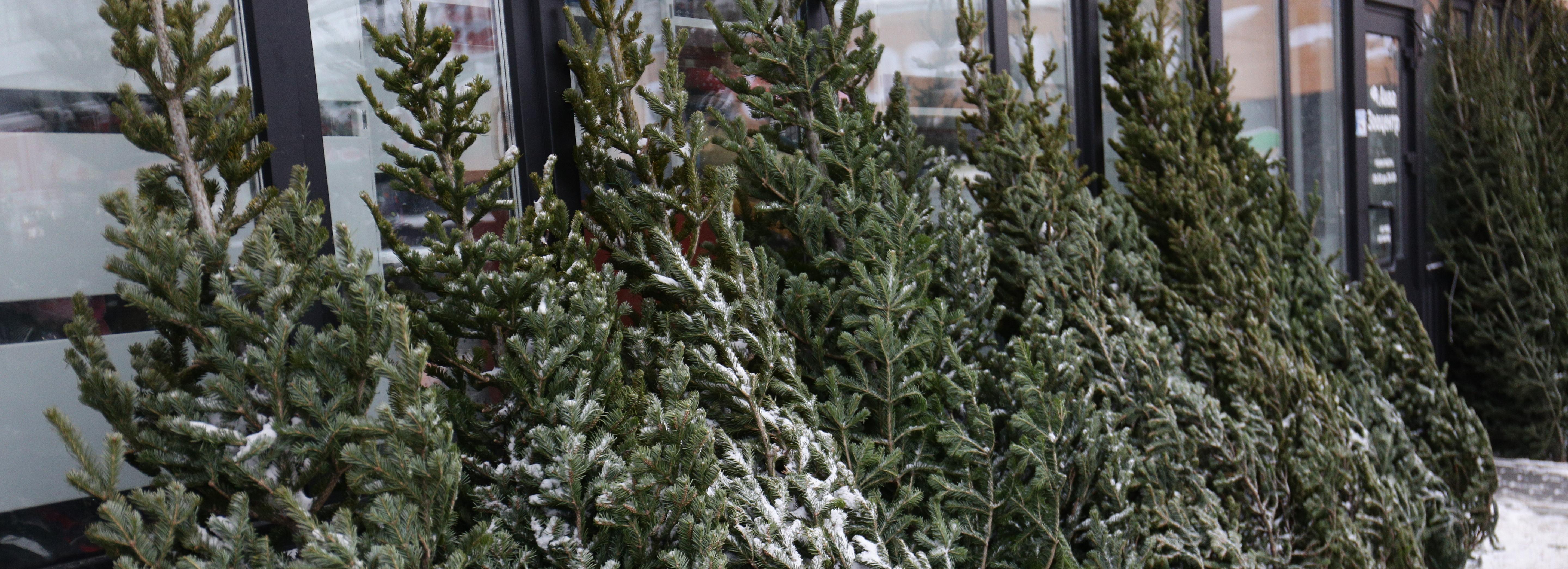 35 ёлочных базаров откроют в декабре в Новосибирске