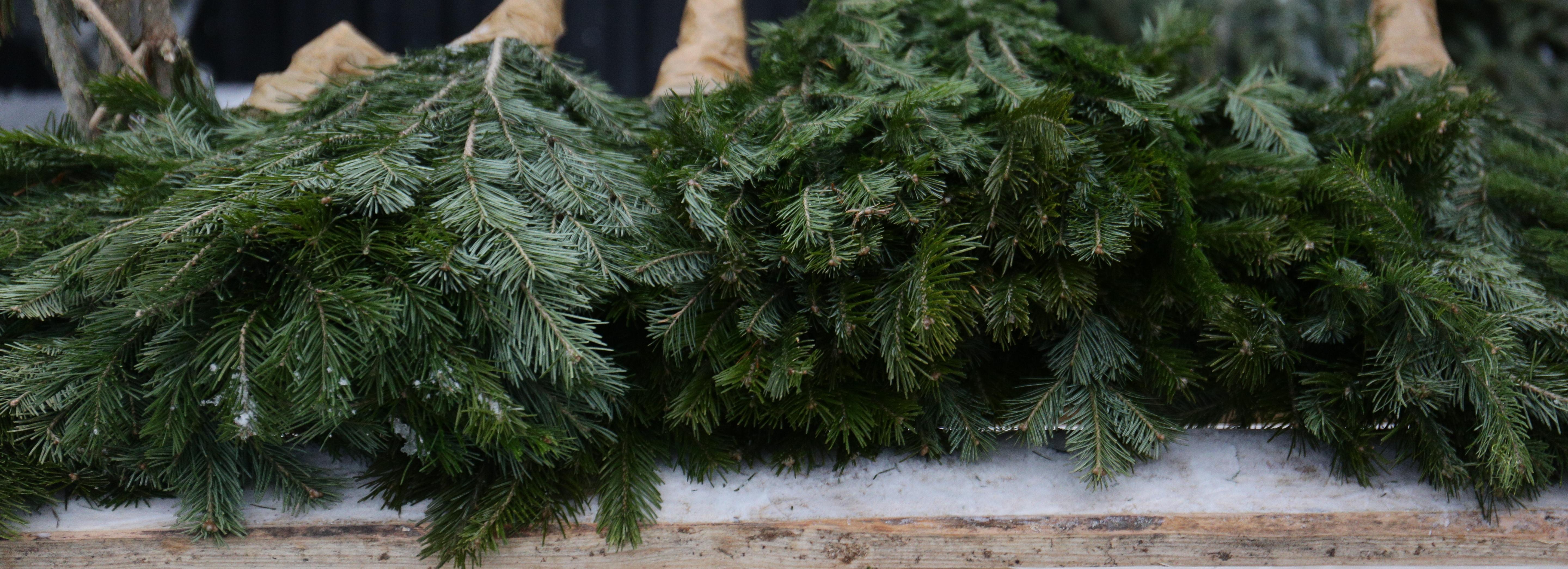 Россельхознадзор посчитал первые новогодние ёлки в Новосибирске