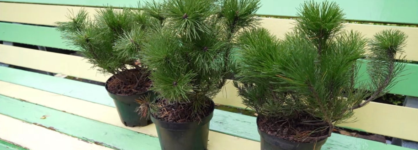 Автору лучшей клумбы Новосибирска вручили саженцы горной сосны