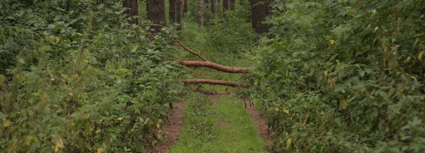 Ночной турпоход в муравьиный лес устроят горожанам учёные