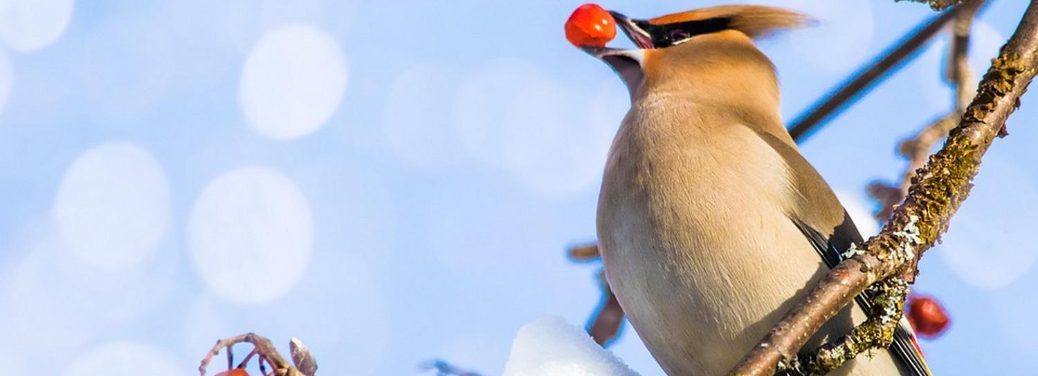 Голодные свиристели заполонили Новосибирск