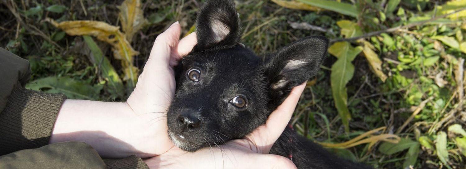 Бублик и компания: истории животных, которые ищут дом