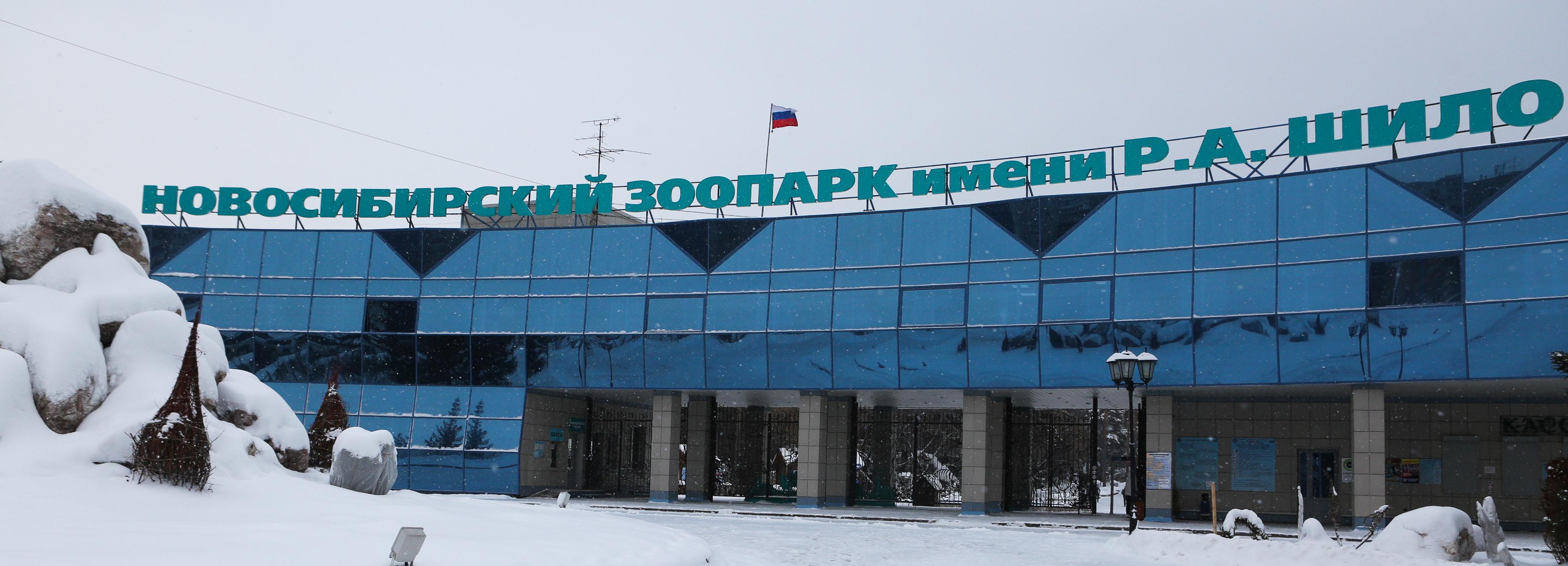 Два забавных детёныша родились у капибар в Новосибирском зоопарке