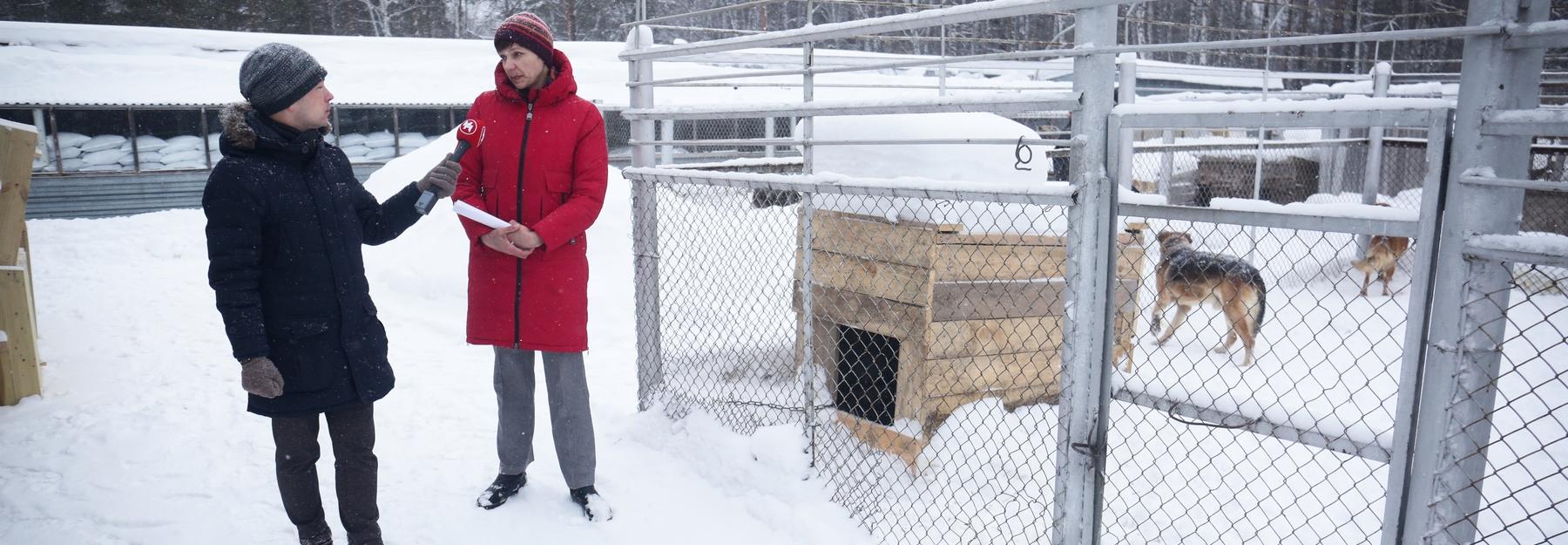 Зверь на ловца: что делают с бездомными собаками в Новосибирске