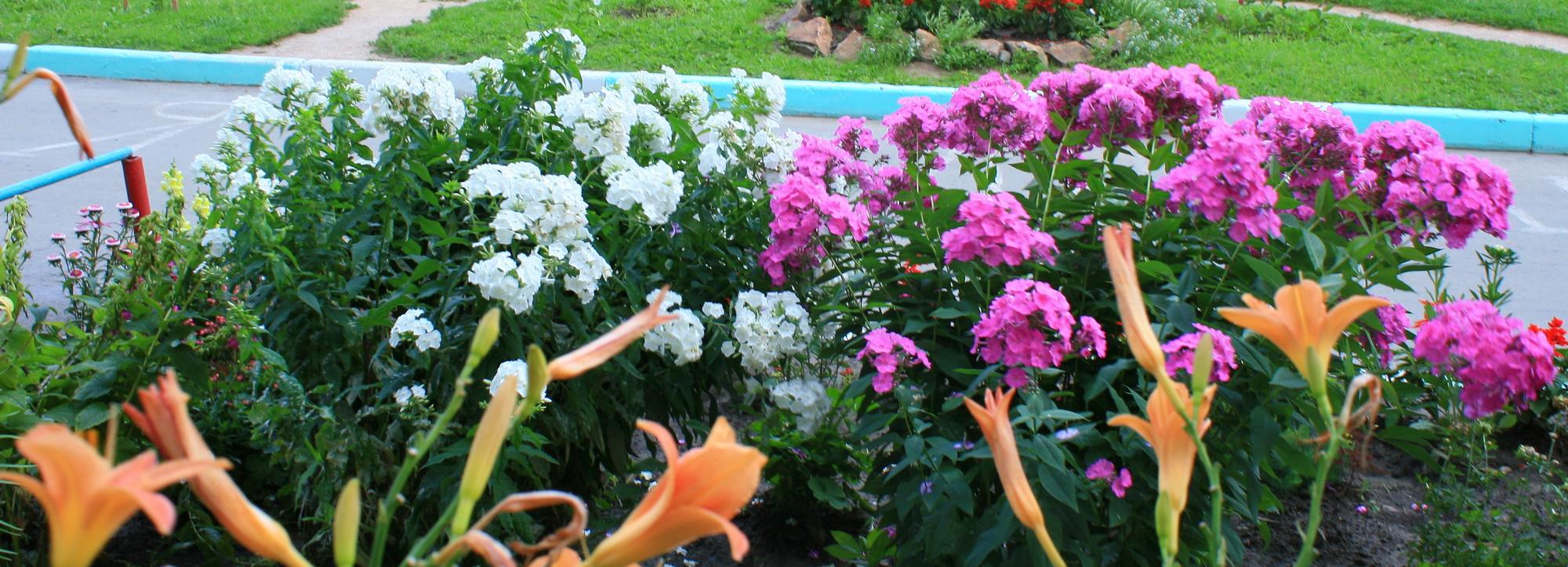 Луговые газоны могут уменьшить количество пыли в Новосибирске