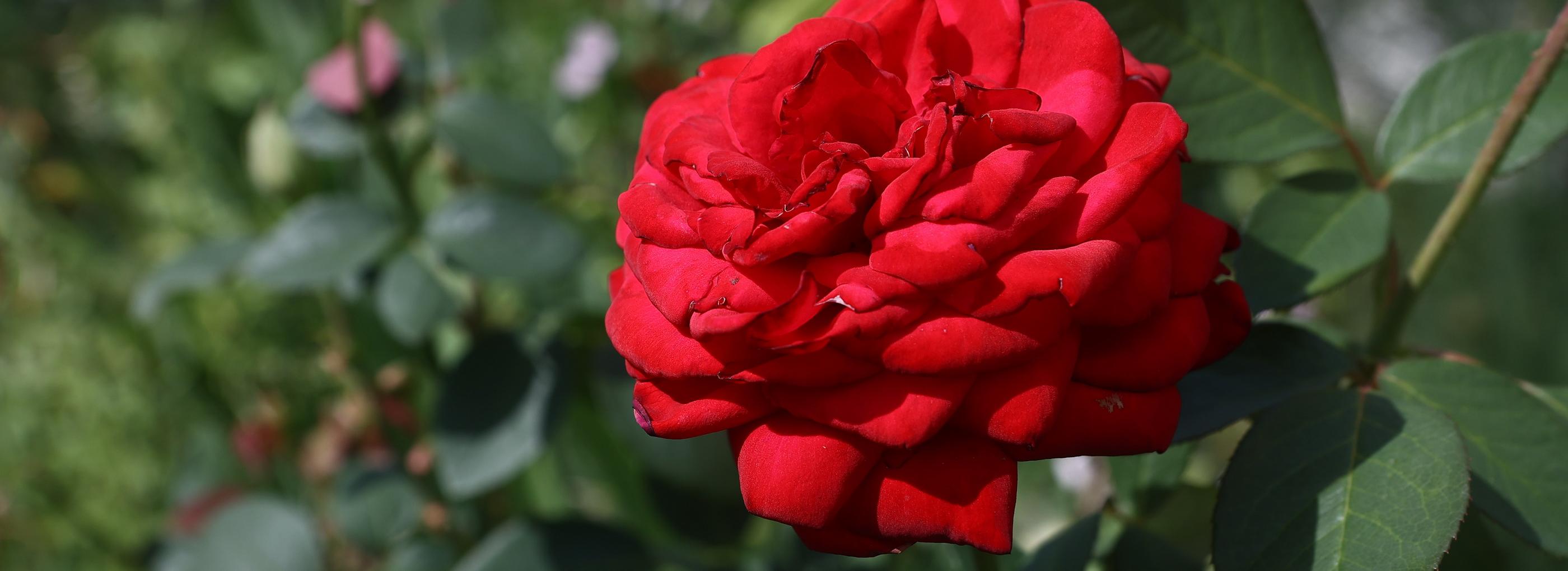 Конкурс на самую красивую клумбу Новосибирска: Зелёный бор, 3